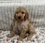 Goldendoodle Puppies