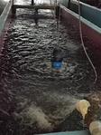 Pond and Lake Stocking at its Finest