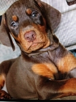 Doberman Puppies for sale
