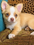 AKC Longcoat Chihuahuas