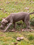 Beautiful Female Silver Lab puppy