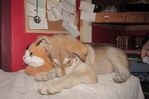 male wolf hybrid for sale