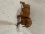 AKC Mini Dachshund Puppy