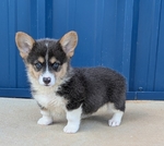 Two Registered Bluie Pembroke Corgi males