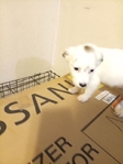 Shepherd/Lab mix puppies