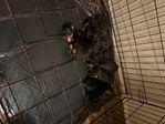 Doberman puppies