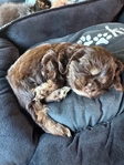 Cocker spaniel puppy