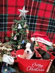 Miniature Boston Terrier Puppies!
Perfect for Christmas!!