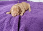 Vizsla puppies