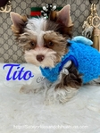 AKC Micro Male Chocolate Parti Yorkies
