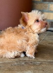 AKC Extra Tiny Male & Female Blonde Parti Yorkies