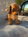 Miniature dachshunds