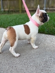 Frenchie pups
