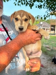 Free Puppies