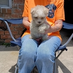 CKC Maltese -Schnauzer-Poodle puppies for Adoption