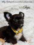 AKC Micro Male AKC Applehead Longcoat Chihuahuas