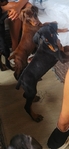 Doberman Pinscher Puppies