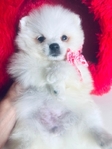 Pomeranian puppies Teddy Bear Poms