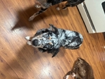 7month old Australian Pups for sale