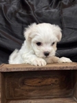 CKC Maltese Puppies