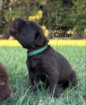 AKC Labrador Retriever puppies