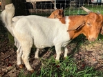 Boer goats. Reduced price