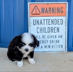 Miniature Australian Shepherd male