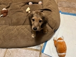 Male Shaded English Crème Puppy