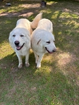 Great White Pyrenees puppies