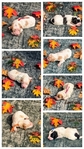 Cavapoochon Puppies – Ready for Loving Homes OCTOBER 4th