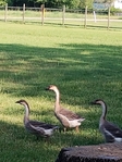 Geese, Guineas, white homers, and Roosters