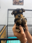 AKC Yorkie Puppies & Adult Maltese