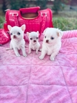 Teacup and micro pocket Chihuahua puppies. Chihuahuas