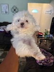 Shih Tzu Pup-Female
