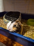 Free Guinea pig