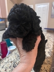 Beautiful Toy Shi-Poo Puppies