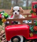 AKC CHAMPION BLOODLINE CAVALIER KING CHARLES SPANIEL