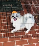 7 month Pomeranian Blue Merle Male