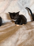 Kittens for sale