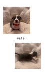 Cowboy Corgis