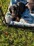 Full blooded standard short hair dachshund