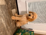 Golden Doodle Puppy
