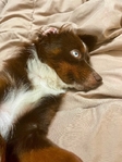 Toy Australian shepherd