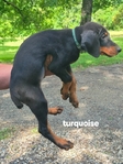 AKC Doberman Pinscher puppies