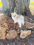 Teacup Pomeranian Female