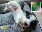 >🐾 BEAUTIFUL AKC MINI DACHSHUNDS AVAILABLE IN SETX! 🐾