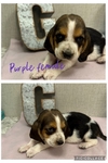 Basset hounds puppies