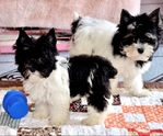 Yorkie Poo Puppies