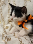 Free Kittens to good home! One female left!