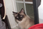 Ragdoll kittens for sale